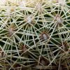 41 _Coryphantha _werdermannii _PP200 _03